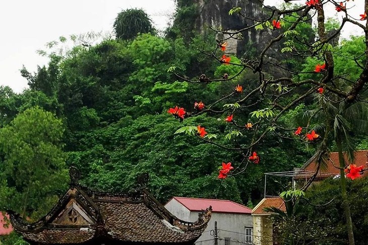 Cotton tree flowers in full bloom in early April - ảnh 3